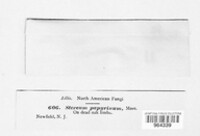 Phlebiopsis papyrina image
